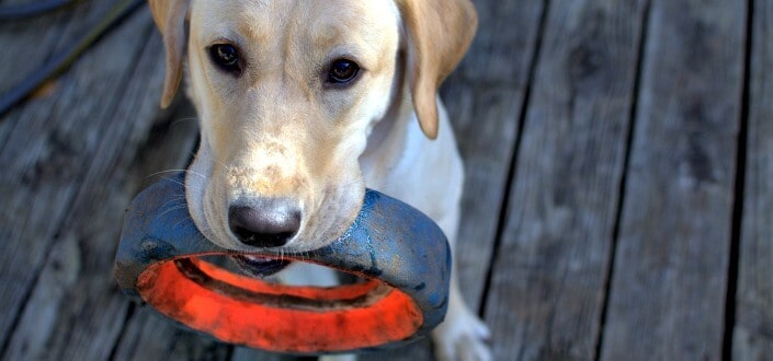 barkbox reviews - durability