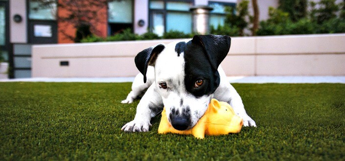 barkbox reviews - things we dont love