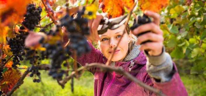 Vinesse Wine Clubs - Organic
