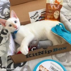 Recent KitNipBox Boxes/Items - Chicken Treats