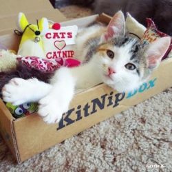Recent KitNipBox Boxes/Items - Catnip