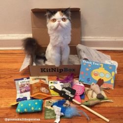 Recent KitNipBox Boxes/Items - Dangling Mouse Toy