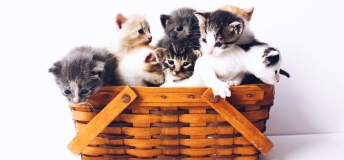 How to Subscribe to KitNipBox - How to Join Keto Box: 4 of Steps - Step 2: How Many Cats?.jpg