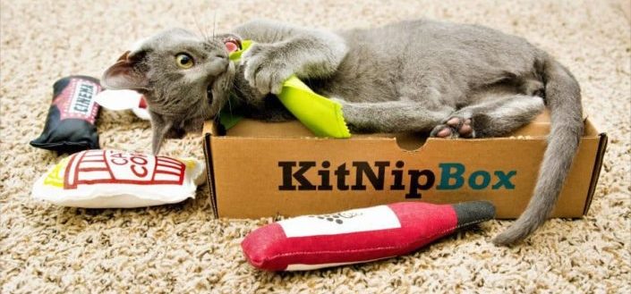 KitNipBox - KitNipBox Price