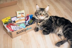 Kitnipbox - featured
