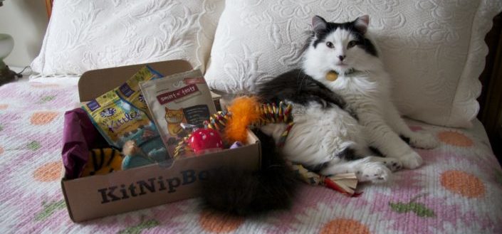 Kitnipbox - What is it?