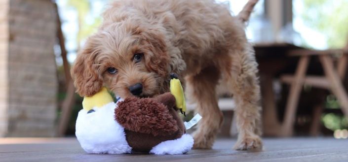 Recent BarkBox Boxes/Items.jpg
