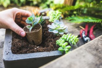 Succulent Studios Review - Is it a great succulent box?