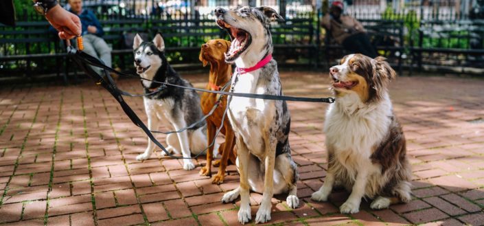 barkbox - dog size.jpg