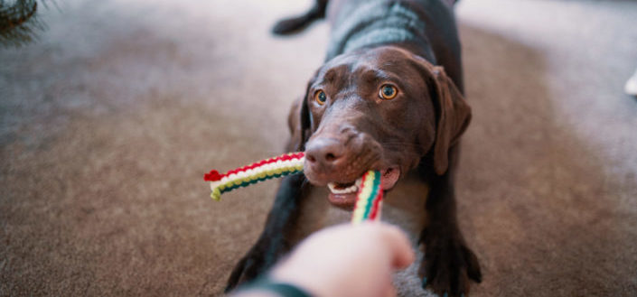 barkbox reviews - review.jpg