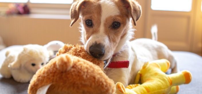 barkbox reviews - what is barkbox.jpg