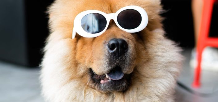 barkbox reviews - why we love barkbox1.jpg