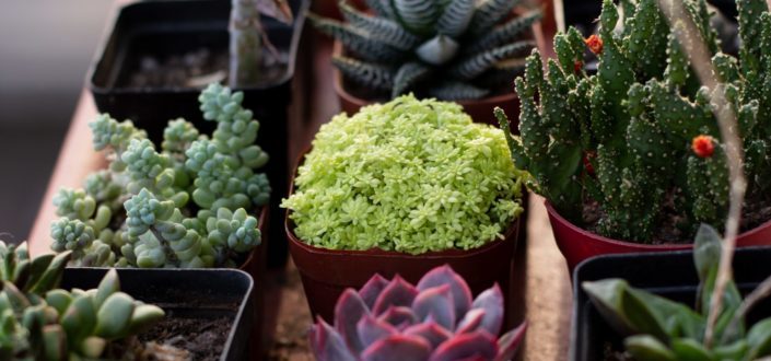 Succulent Studios - Variety of Plants