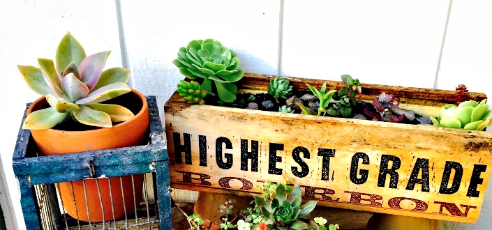 Succulent Studios - Organically grown