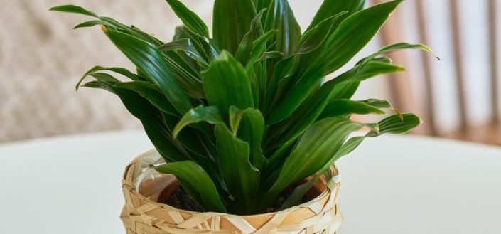 How to join House plant box - Go to the House Plant Box Subscription Page