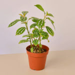 Pilea Aluminum - 4" Pot