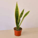 Snake Plant 'Laurentii' - 10" Pot