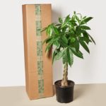 10" Large Indoor Plant Box