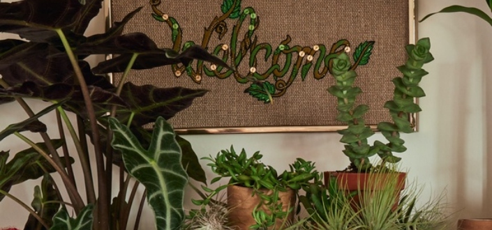 House Plant Box  - What is House Plant Box