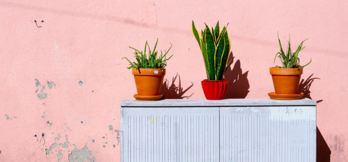 House Plant Box - House Plant Box Shipping Breakdown.jpg