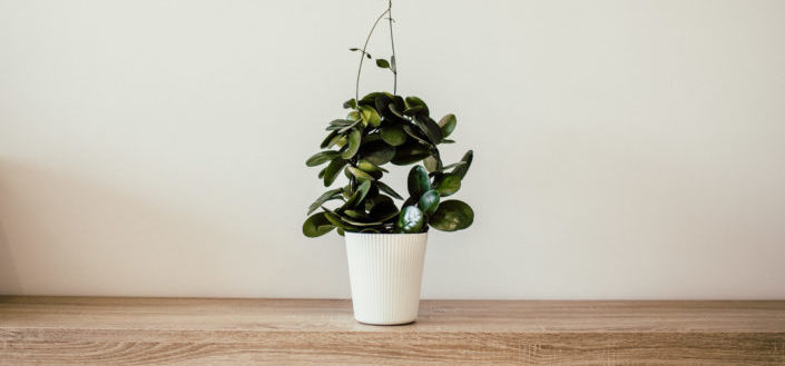 House Plant Box - How to Join House Plant Box.jpg