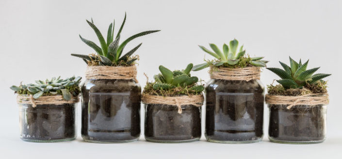 House Plant Box - Is House Plant Box worth it?.jpg