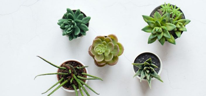 House Plant Box - Pros vs Cons of House Plant Box.jpg
