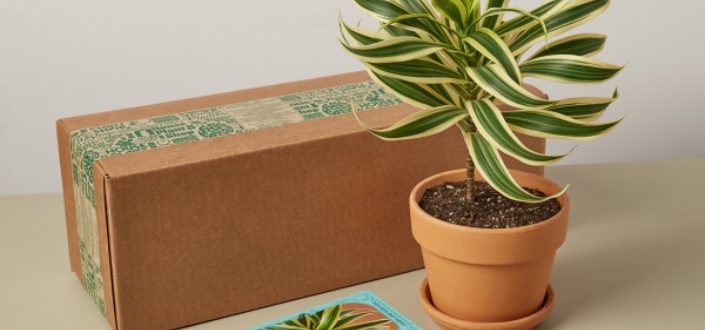 House Plant Box - Recent Items (1)