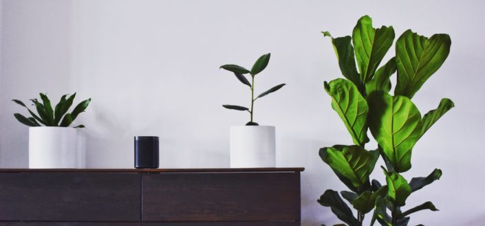 House Plant Box - Things Not To Love About the House Plant Box.jpg