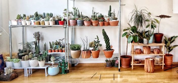House Plant Box - Things To Love About the House Plant Box.jpg
