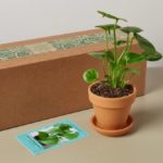 Pre-Potted Terra Cotta Box