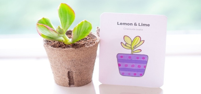 Succulent Studios - Biodegradable Pots