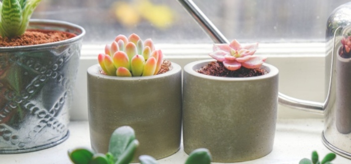 Succulent Studios Blog