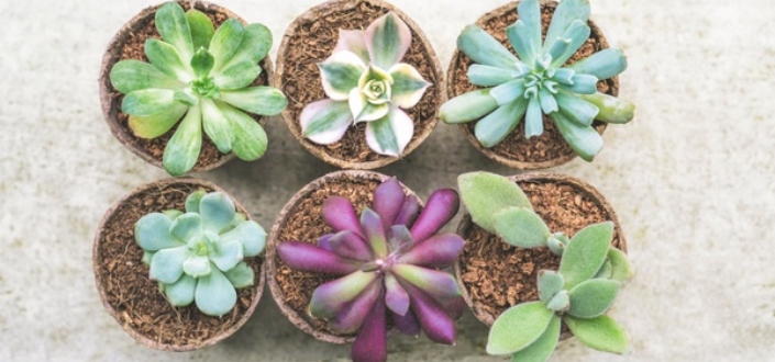 What are Succulent Studios_