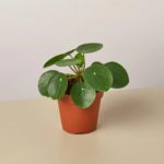 Pilea Peperomioides 'Chinese Money' - 4" Pot