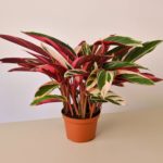 Stromanthe Triostar - 6" Pot