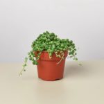 Succulent 'String of Pearls' - 4" Pot
