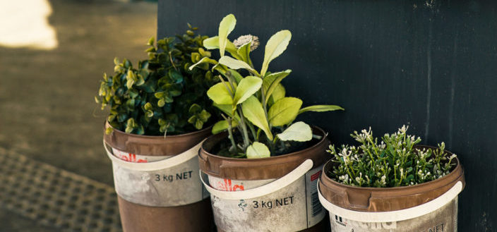 My Garden Box - Pros vs Cons of My Garden Box
